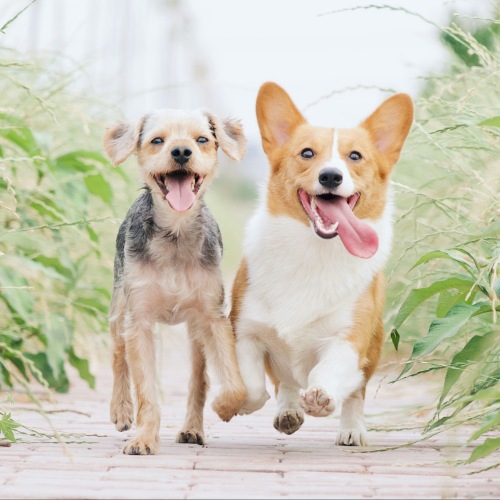 Pet Policy Image